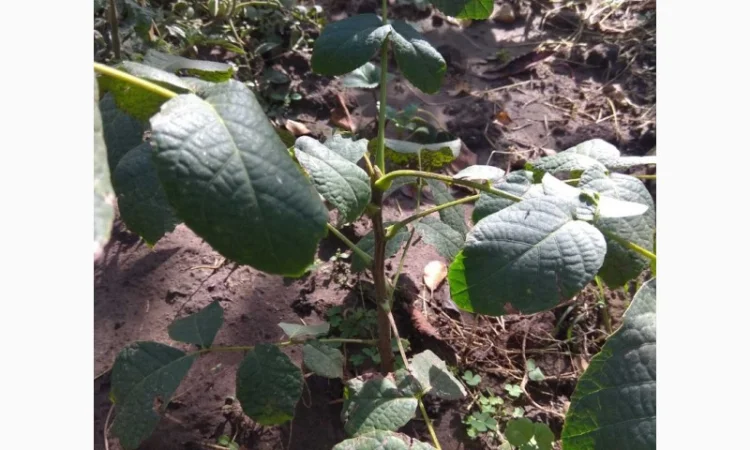 Продаю саженцы ореха, до 1 метра - фото № 2