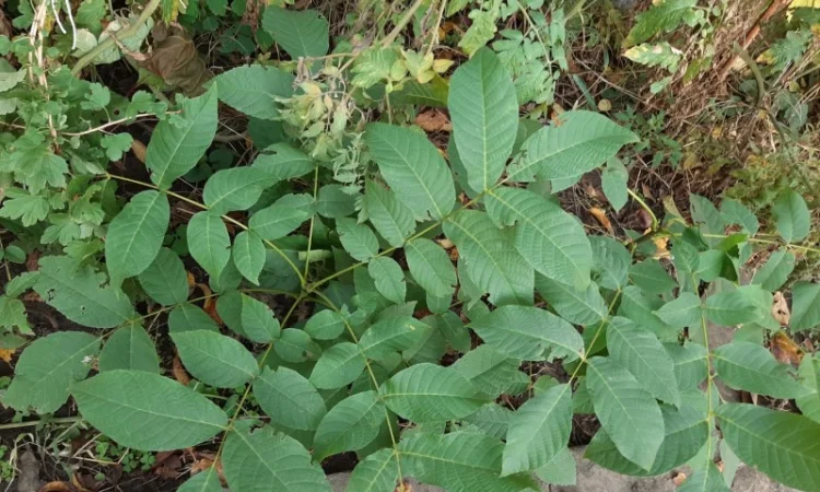 Продаю саженцы ореха, до 1 метра - фото № 3