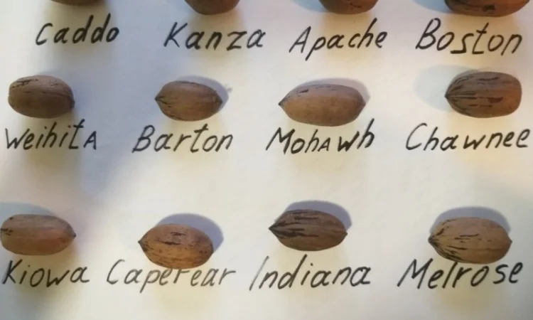 Саженцы Пекана, 3 лет. АКЦИЯ - фото № 2