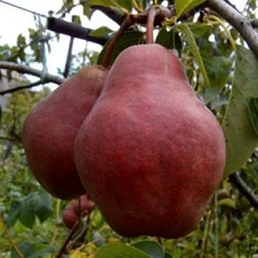 Зимний набор саженцев( поздние сроки созревания) 3 шт 350гр, 2х летние - фото № 1