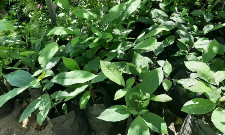 Орех пекан - фото № 1