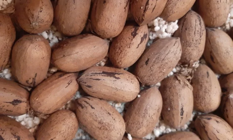 Орех пекан - фото № 2