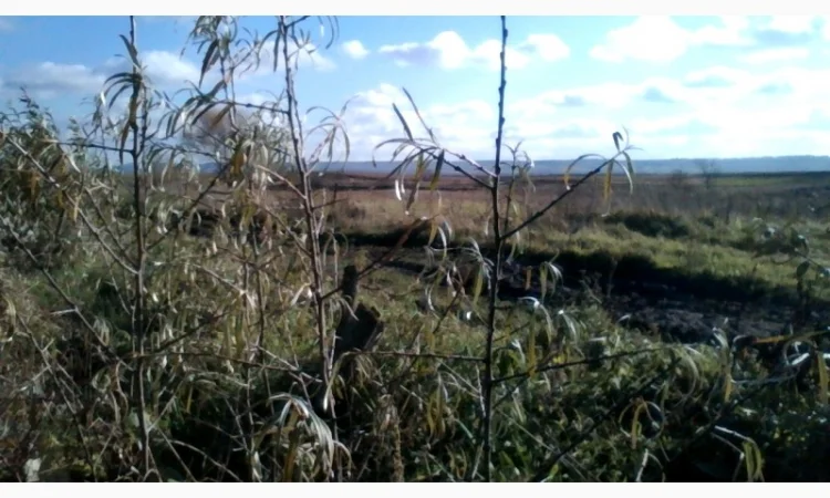 Саджанці обліпихи Либідь, Єлизавета, Велетень - фото № 1