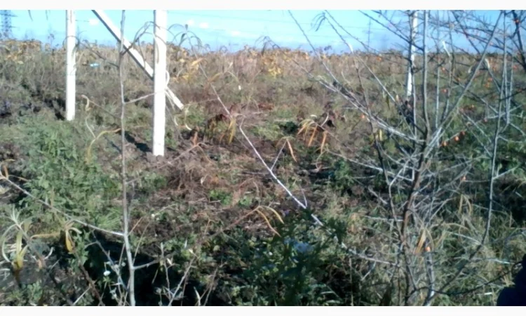 Саджанці обліпихи Либідь, Єлизавета, Велетень - фото № 2