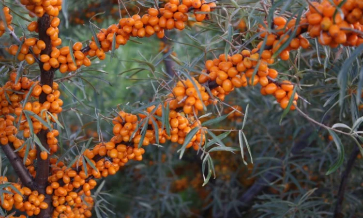 Обліпиха облепиха крупноплодна саженцы сорт Чуйская є Дорослі саджанці хлопчики та дівчата - фото № 1