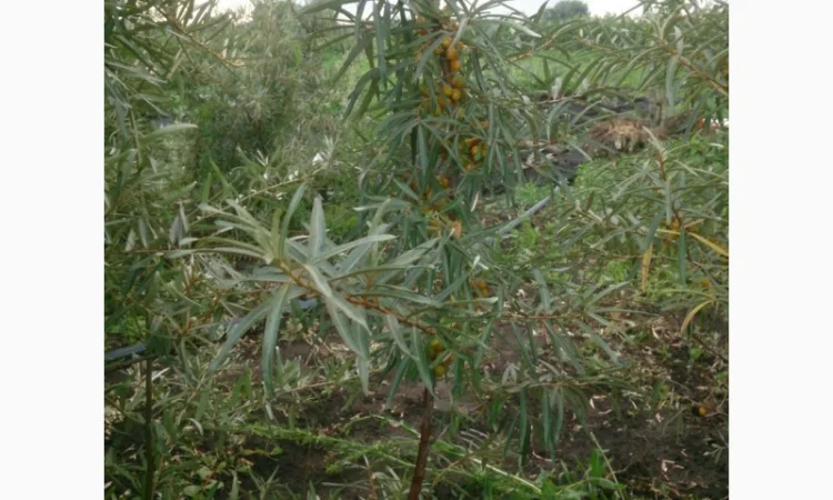 Продаются саженцы облепихи крупноплодной сорта Чуйская - фото № 10