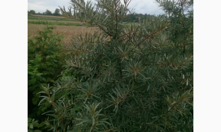 Обліпиха облепиха крупноплодна саженцы сорт Чуйская є Дорослі саджанці хлопчики та дівчата - фото № 10
