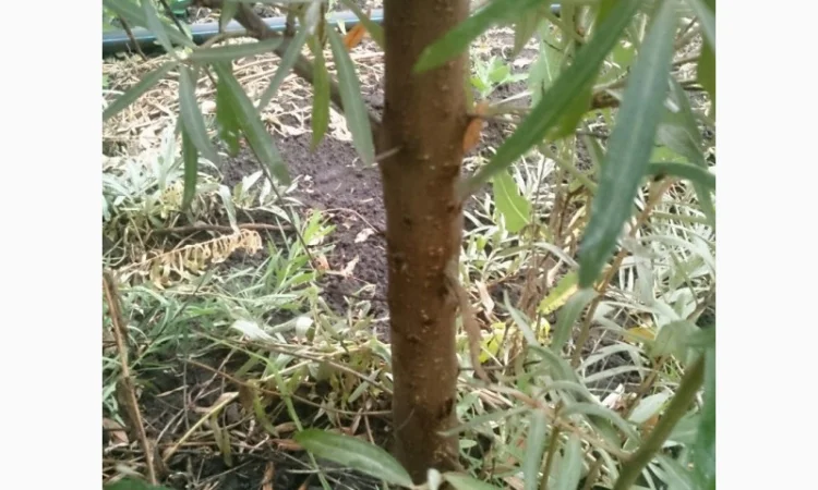 Обліпиха облепиха крупноплодна саженцы сорт Чуйская є Дорослі саджанці хлопчики та дівчата - фото № 11