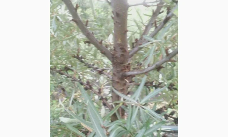 Обліпиха облепиха крупноплодна саженцы сорт Чуйская є Дорослі саджанці хлопчики та дівчата - фото № 12