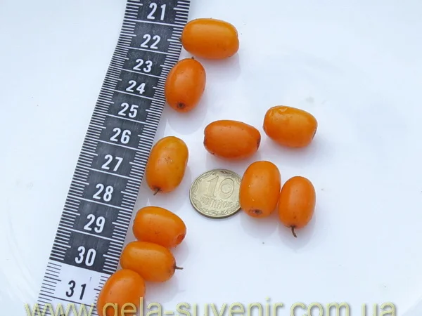 Обліпиха облепиха крупноплодна саженцы сорт Чуйская є Дорослі саджанці хлопчики та дівчата - фото № 2