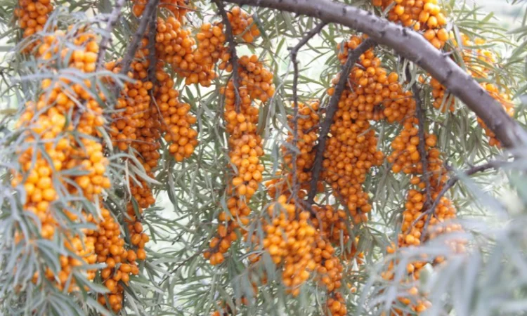 Обліпиха облепиха крупноплодна саженцы сорт Чуйская є Дорослі саджанці хлопчики та дівчата - фото № 3