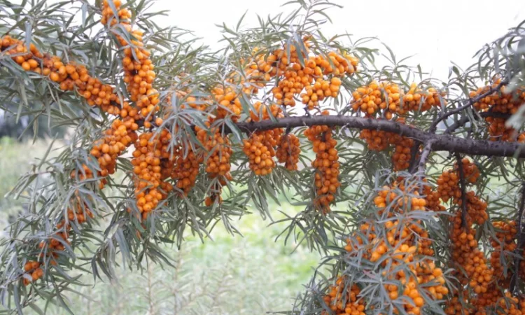 Обліпиха облепиха крупноплодна саженцы сорт Чуйская є Дорослі саджанці хлопчики та дівчата - фото № 4