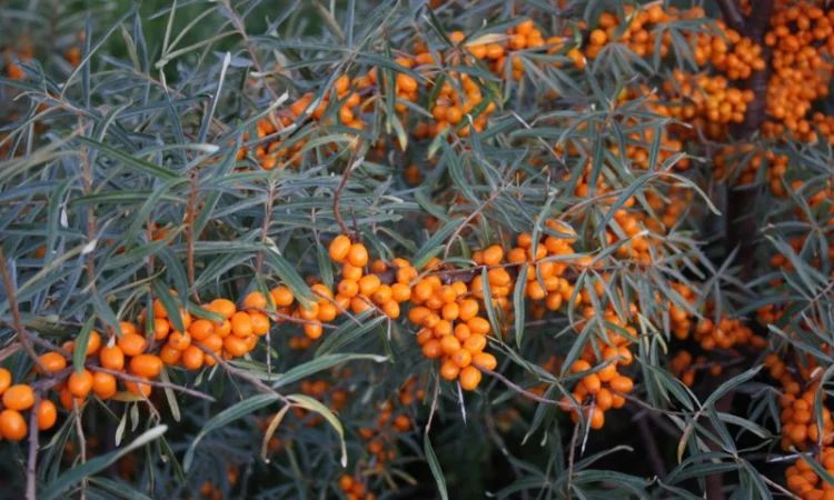 Обліпиха облепиха крупноплодна саженцы сорт Чуйская є Дорослі саджанці хлопчики та дівчата - фото № 6