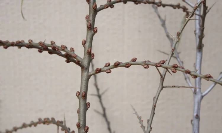 Обліпиха облепиха крупноплодна саженцы сорт Чуйская є Дорослі саджанці хлопчики та дівчата - фото № 7