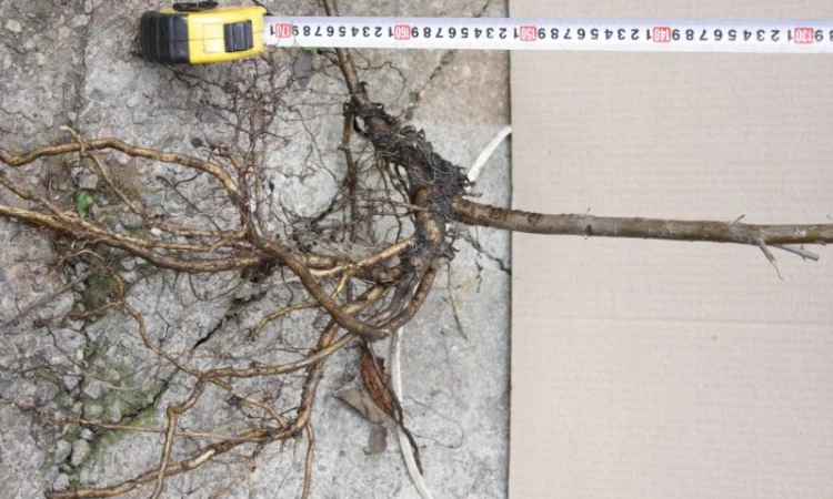 Обліпиха облепиха крупноплодна саженцы сорт Чуйская є Дорослі саджанці хлопчики та дівчата - фото № 9