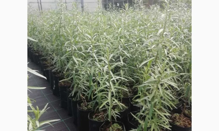 Саджанці обліпихи. Клара, Мара, Дора, Єва, Лейкора - фото № 4