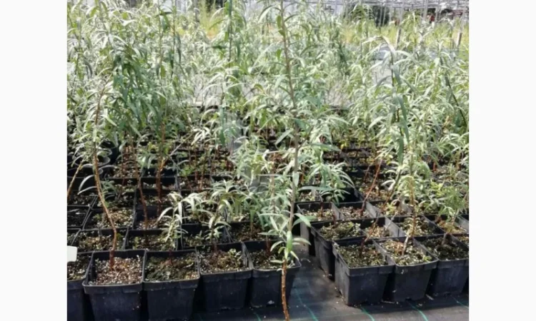 Саджанці обліпихи. Клара, Мара, Дора, Єва, Лейкора - фото № 5