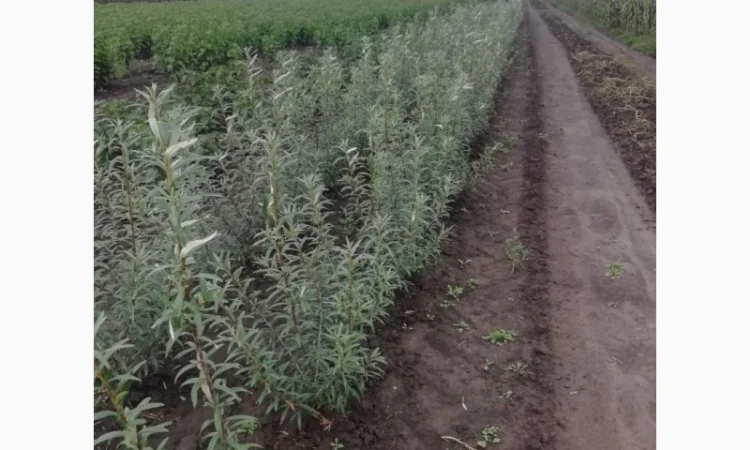 Саджанці обліпихи. Клара, Мара, Дора, Єва, Лейкора - фото № 6