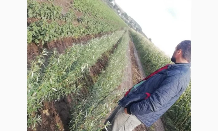 Саджанці обліпихи. Клара, Мара, Дора, Єва, Лейкора - фото № 7