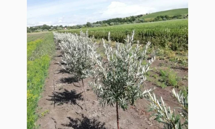 Саджанці обліпихи. Клара, Мара, Дора, Єва, Лейкора - фото № 3