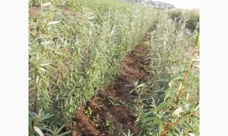 Саджанці обліпихи. Клара, Мара, Дора, Єва, Лейкора - фото № 8