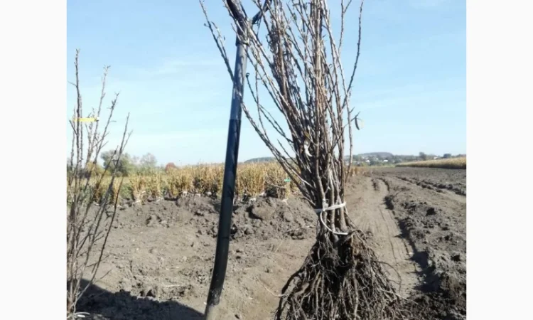 Саджанці обліпихи. Клара, Мара, Дора, Єва, Лейкора - фото № 1