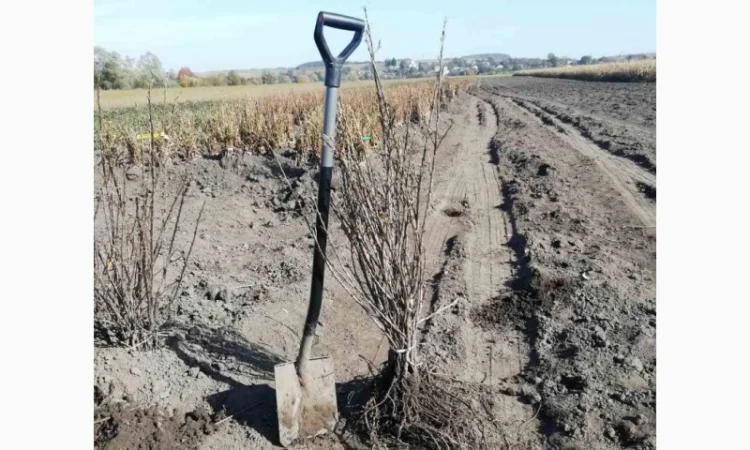 Саджанці обліпихи. Клара, Мара, Дора, Єва, Лейкора - фото № 2