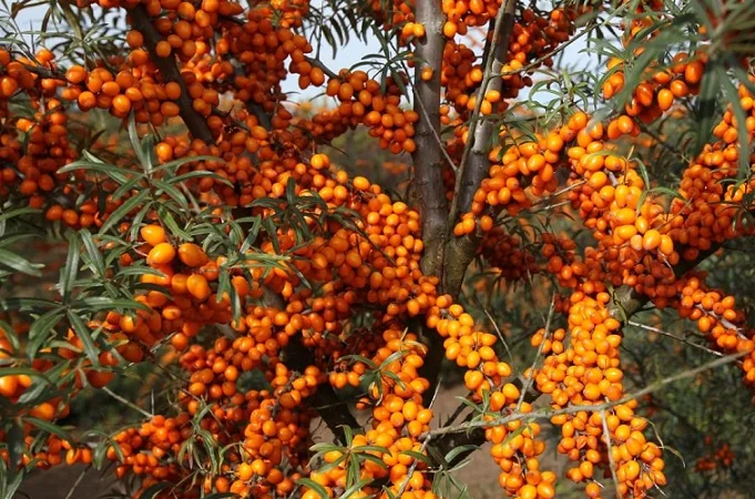 Облепиха крупноплодная бесшипная саженцы дешево - фото № 1