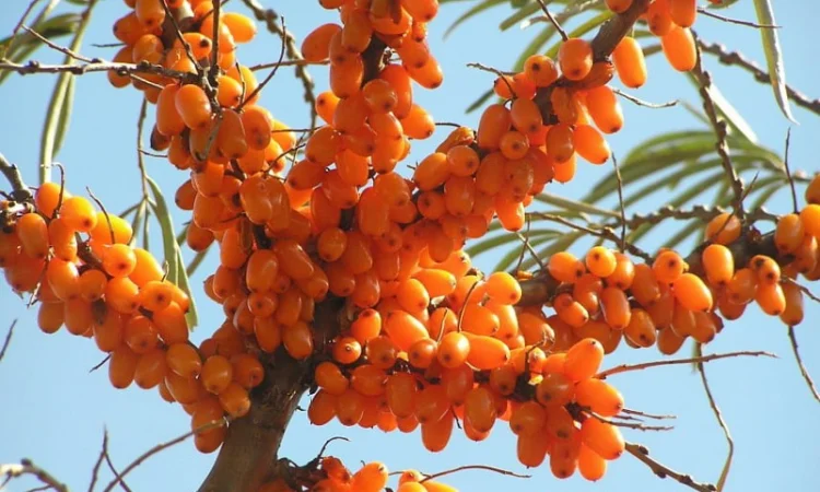 Облепиха крупноплодная бесшипная саженцы дешево - фото № 3