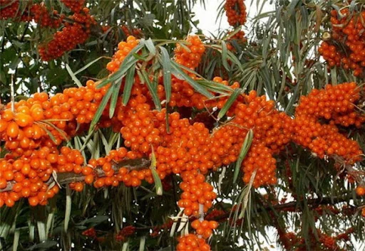 Облепиха крупноплодная бесшипная саженцы дешево - фото № 7