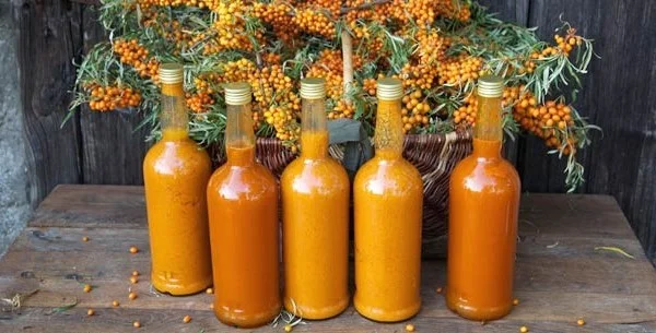 Облепиха крупноплодная бесшипная саженцы дешево - фото № 8