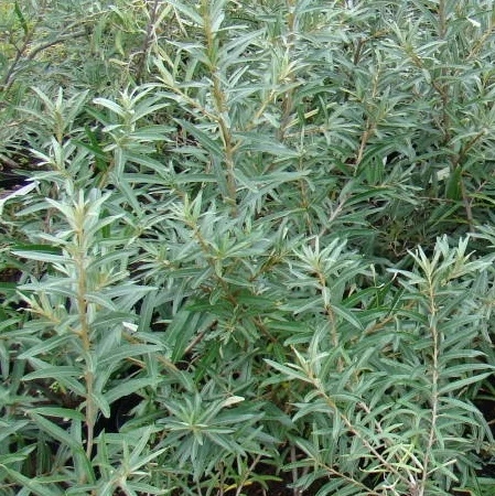 Облепиха самоопыляемая крупноплодная бесшипная саженцы дешево - фото № 3