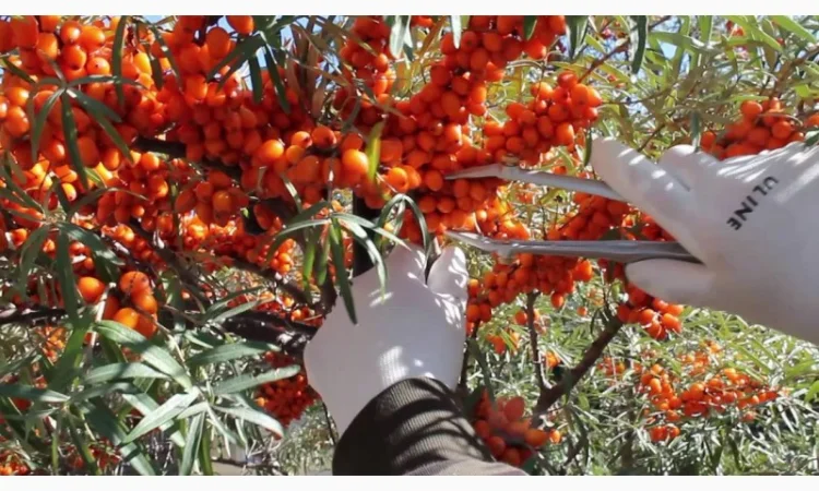 Облепиха самоопыляемая крупноплодная бесшипная саженцы дешево - фото № 5