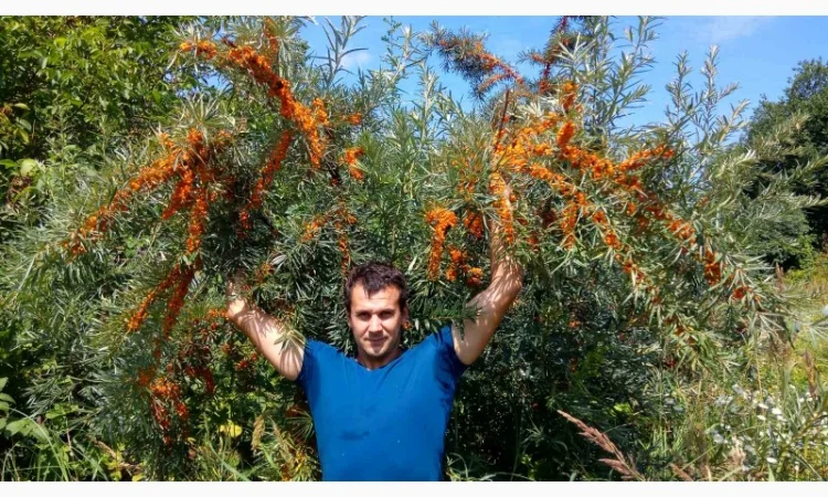 Саджанці обліпихи/облепихи - фото № 2