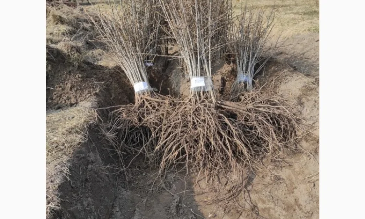 Саджанці обліпихи/облепихи - фото № 3