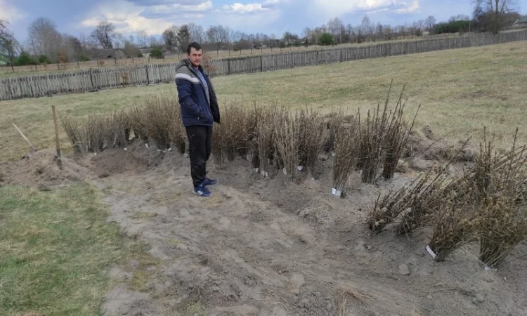 Саджанці обліпихи/облепихи - фото № 4