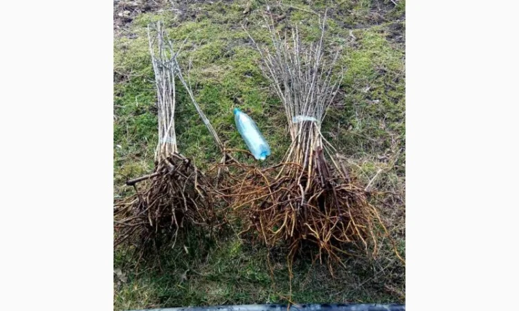 Саджанці обліпихи/облепихи - фото № 5