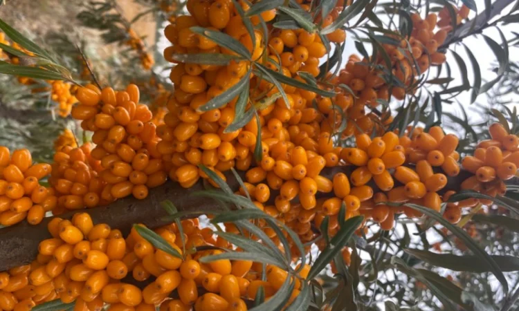 Продам саджанці обліпихи - фото № 1