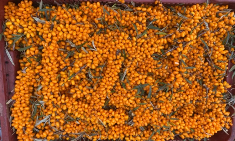 Продам саджанці обліпихи - фото № 3