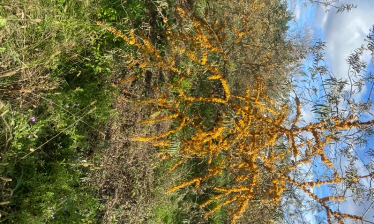 Продам саджанці обліпихи - фото № 5