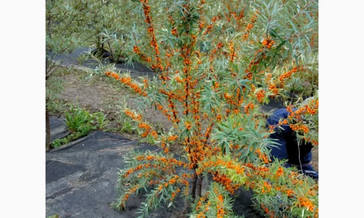 Саджанці обліпихи (української) - фото № 1