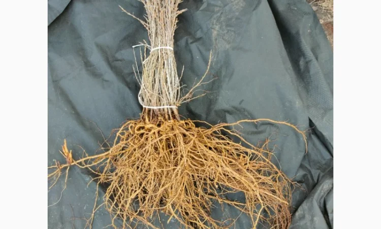 Саджанці обліпихи (української) - фото № 2