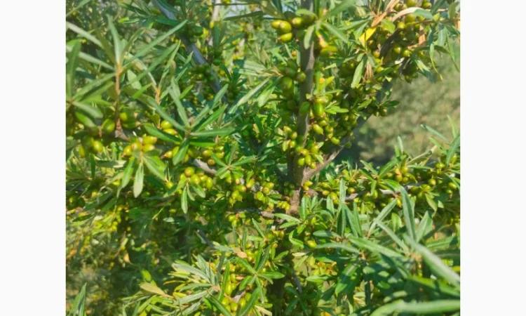 Саджанці обліпихи (української) - фото № 3