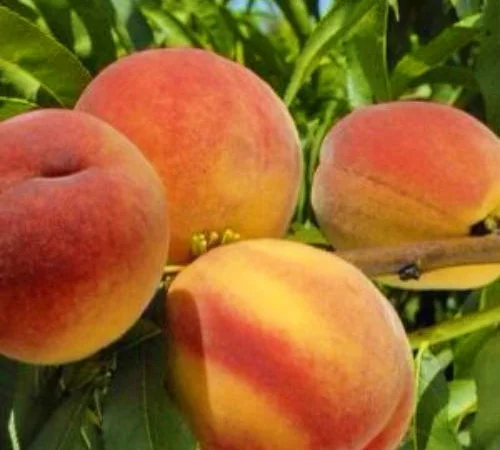 Саженцы персика и нектарина качественные саженцы большой выбор сортов - фото № 1