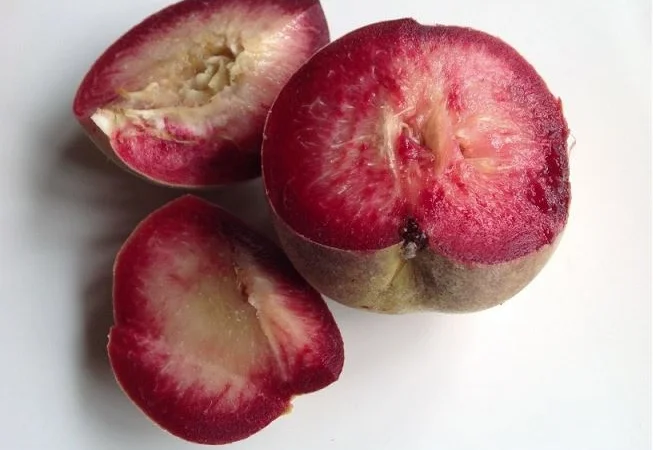 Саженцы персика и нектарина качественные саженцы большой выбор сортов - фото № 6