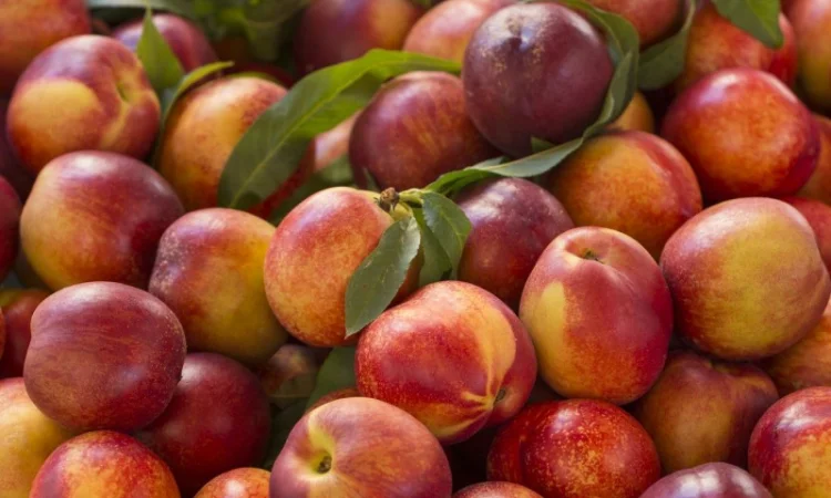 Саженцы персика и нектарина качественные саженцы большой выбор сортов - фото № 8