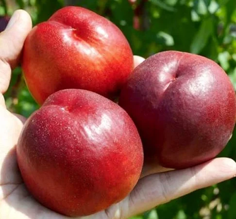 Саженцы персика и нектарина качественные саженцы большой выбор сортов - фото № 9