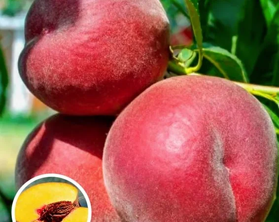 Саженцы персика и нектарина качественные саженцы большой выбор сортов - фото № 2