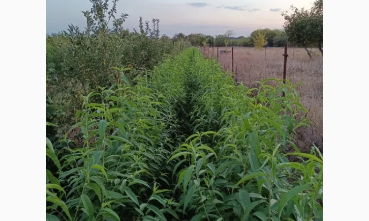 Персик Хасанский - фото № 6