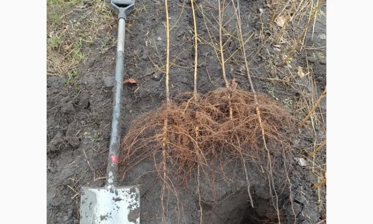 Персик Хасанский - фото № 7